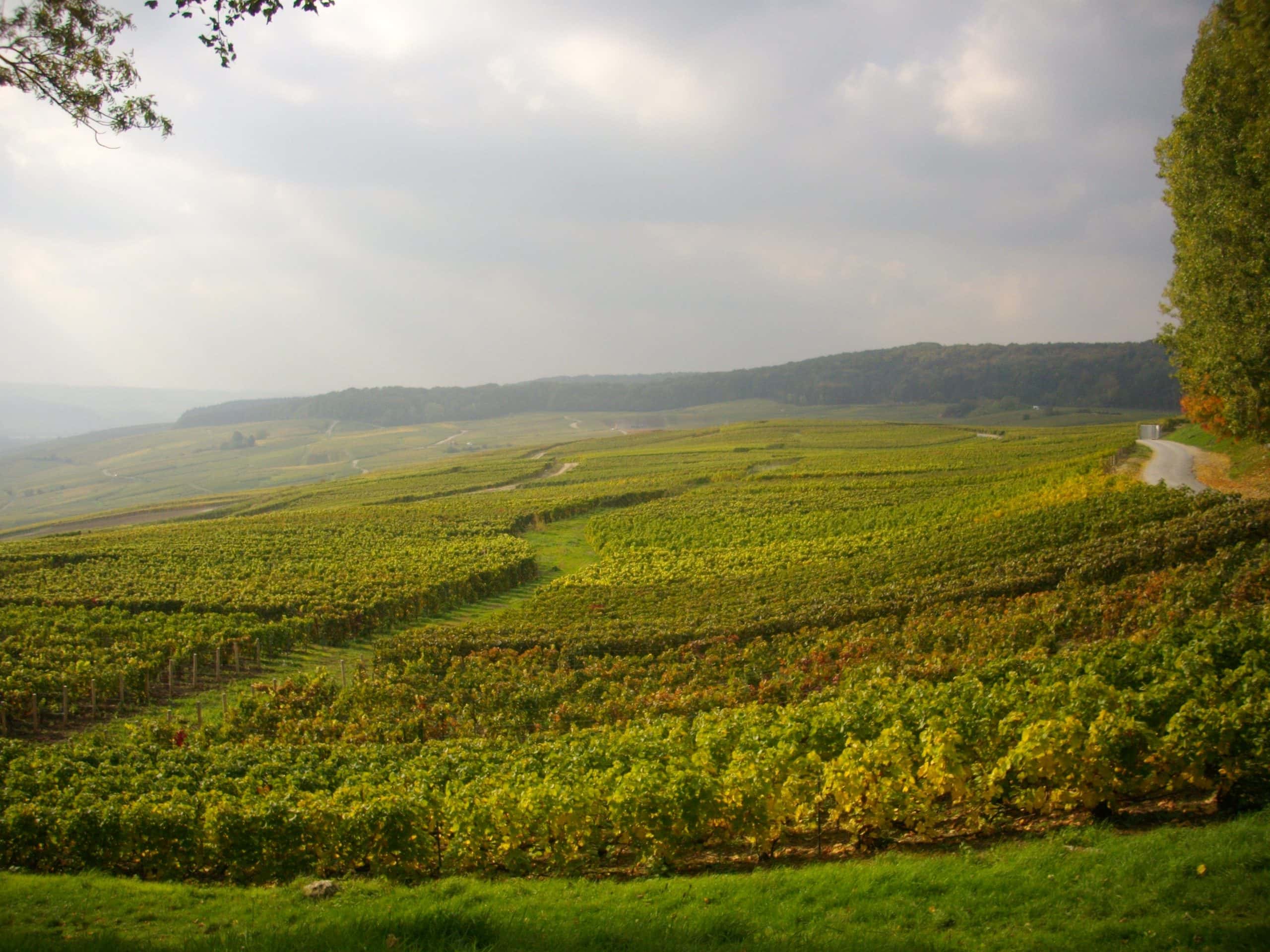 Champagne in a Day: The Family Growers